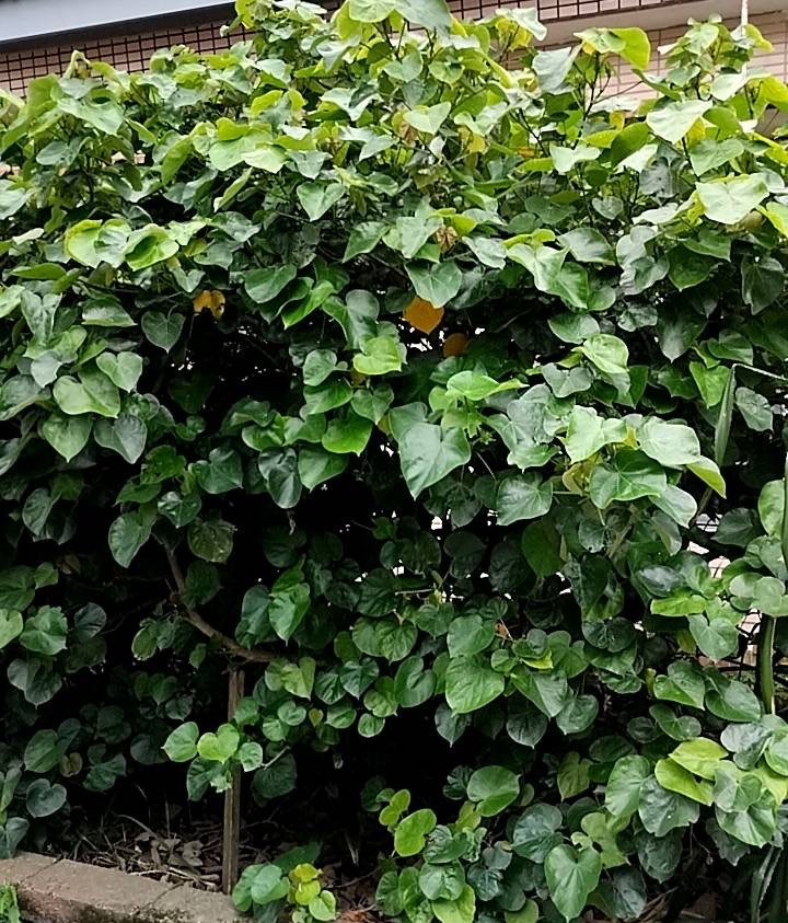 驛品香黃槿植物染 (1)